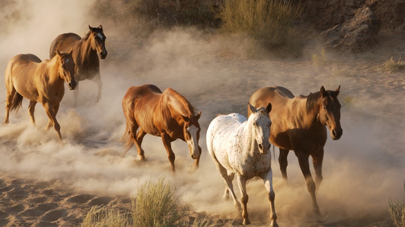 2014 Chinese New Year of the Horse Wallpaper 21 Wallpaper 2560x1600[10wallpaper.com]